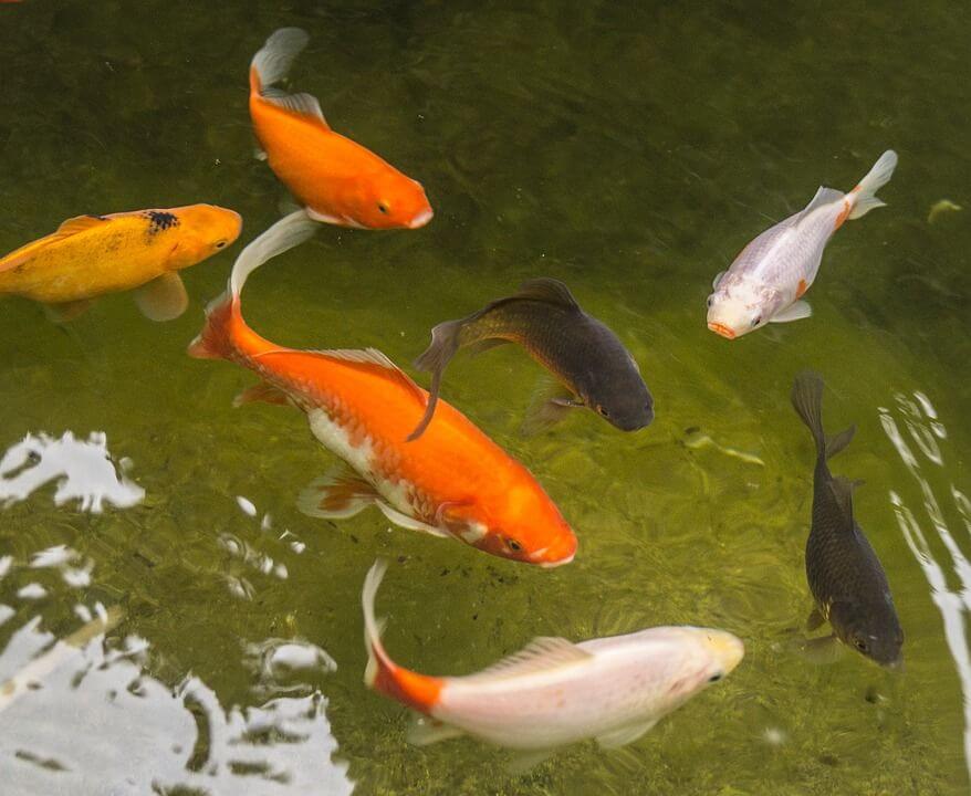 habitat ikan masikan mas koki ikan mas tombro ikan mas mutiara 