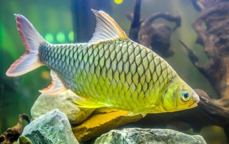 ikan mas sisik ikan mas tombro ikan mas kolam