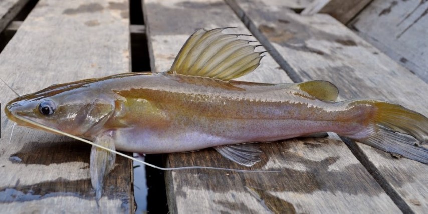 Habitat ikan Patin Bunting