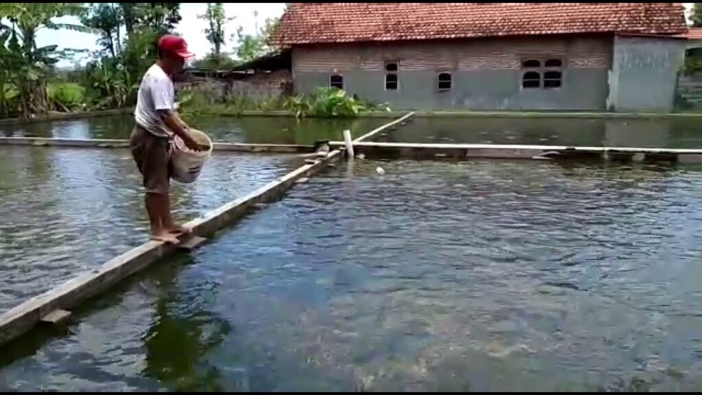 Kebiasaan Makan Ikan Patin